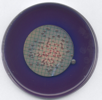 AGAR M FC FOR MICROBIOLOGY (52 G FOR 1 L